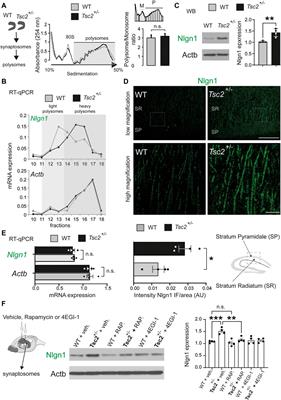 Reversal of memory and autism-related phenotypes in Tsc2+/− mice via inhibition of Nlgn1